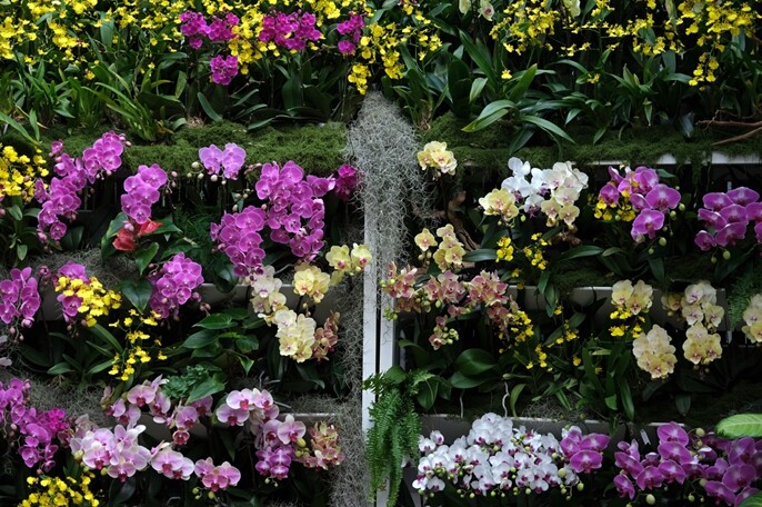 서울식물원, 난초와 포인세티아가 선사...