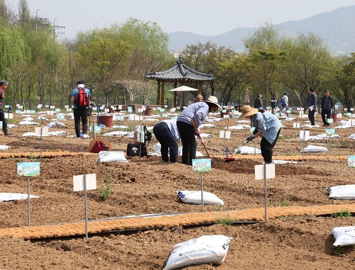 강남구, 구민 호응 힘입어 힐링텃밭 ...