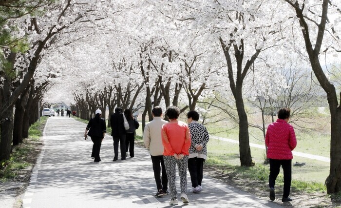 안성에 봄이 내려앉았다‥"벚꽃 만개,...